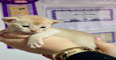 Abyssinian cats - Advert 3