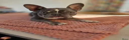 French Bulldog dogs for sale: 8 month old French bulldog in Bourne - Advert 5