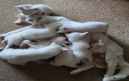 British Shorthair cats for sale: Pet Kittens  - Image 1