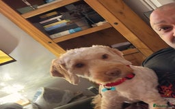Cockapoo dogs for sale: Hypoallergenic boy cockapoo fully trained  - Image 8