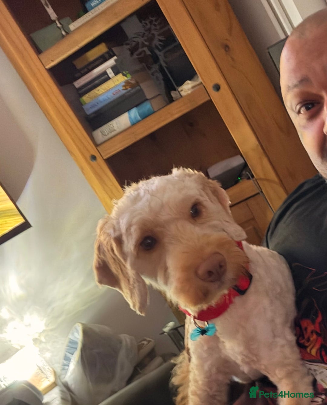 Cockapoo dogs for sale: Hypoallergenic boy cockapoo fully trained  - Image 8