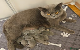 British Shorthair cats for sale: British Blue Shorthair kittens, GCCF pedigree - Image 28