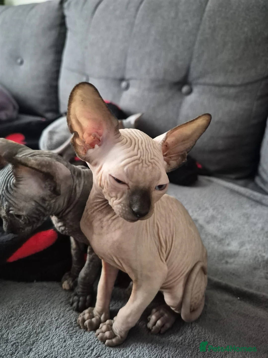 Sphynx cats for sale: Canadian sphynx kitten looking for home - Advert 14