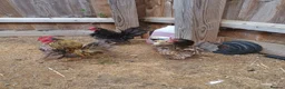 Chickens poultry for sale: Serama chickens in Bedford - Advert 12