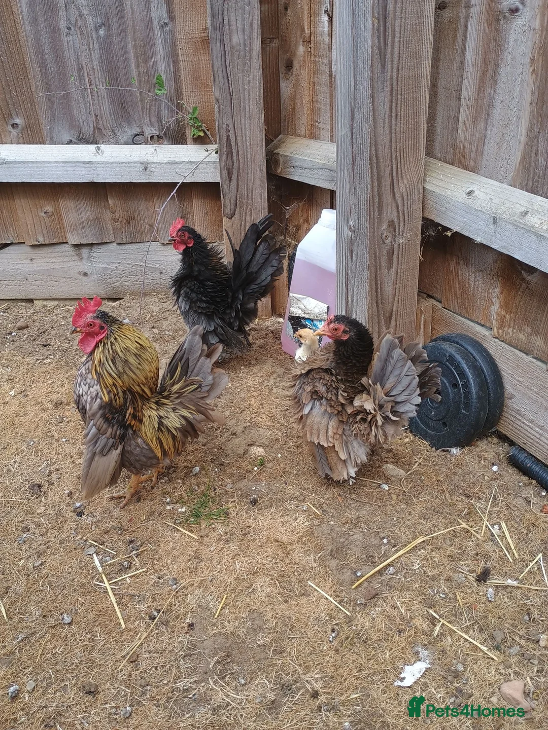 Chickens poultry for sale: Serama chickens in Bedford - Advert 12