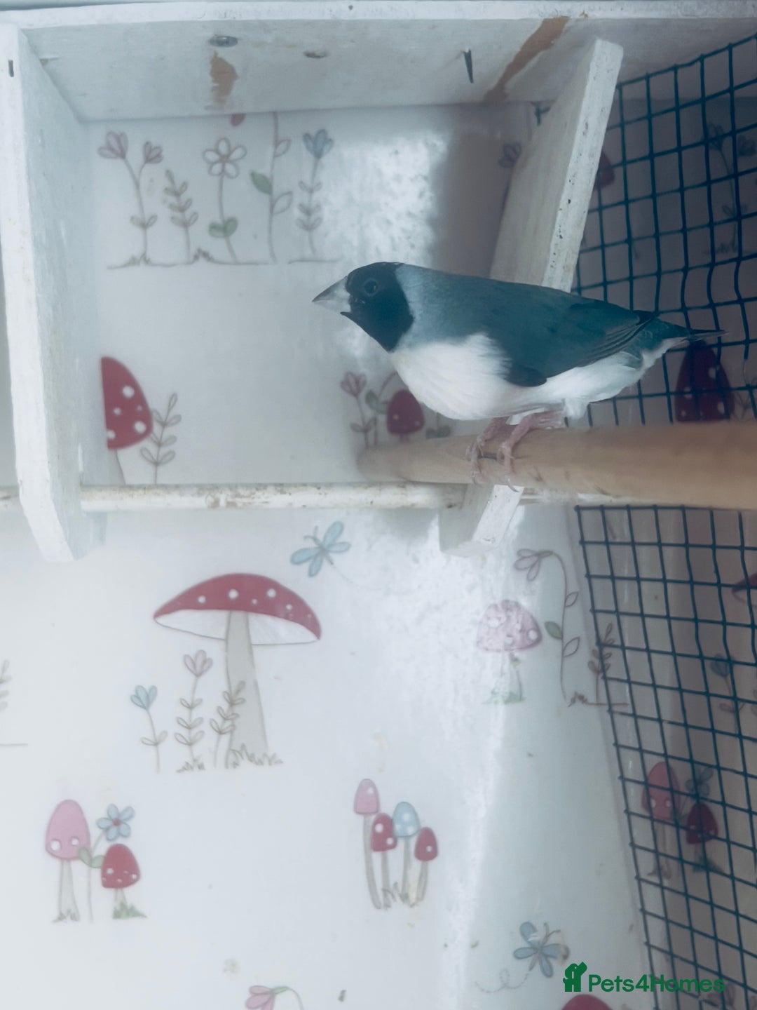 Finches birds for sale: Blue Female Gouldian Finch for sale  - Advert 2