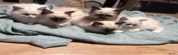 Ragdoll cats for sale: Ragdoll kittens for sale - Advert 10