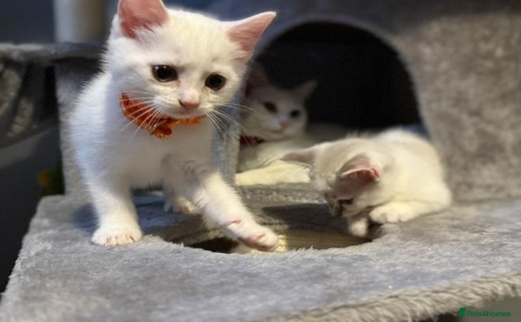 Turkish Angora cats - Advert 3