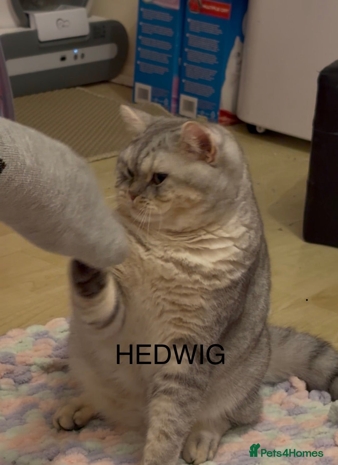 British Shorthair cats for sale: 3 Kittens•Full Pedigree•Champions bloodline•GCCF - Advert 16