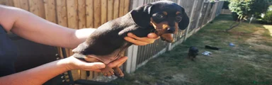 Dachshund 1