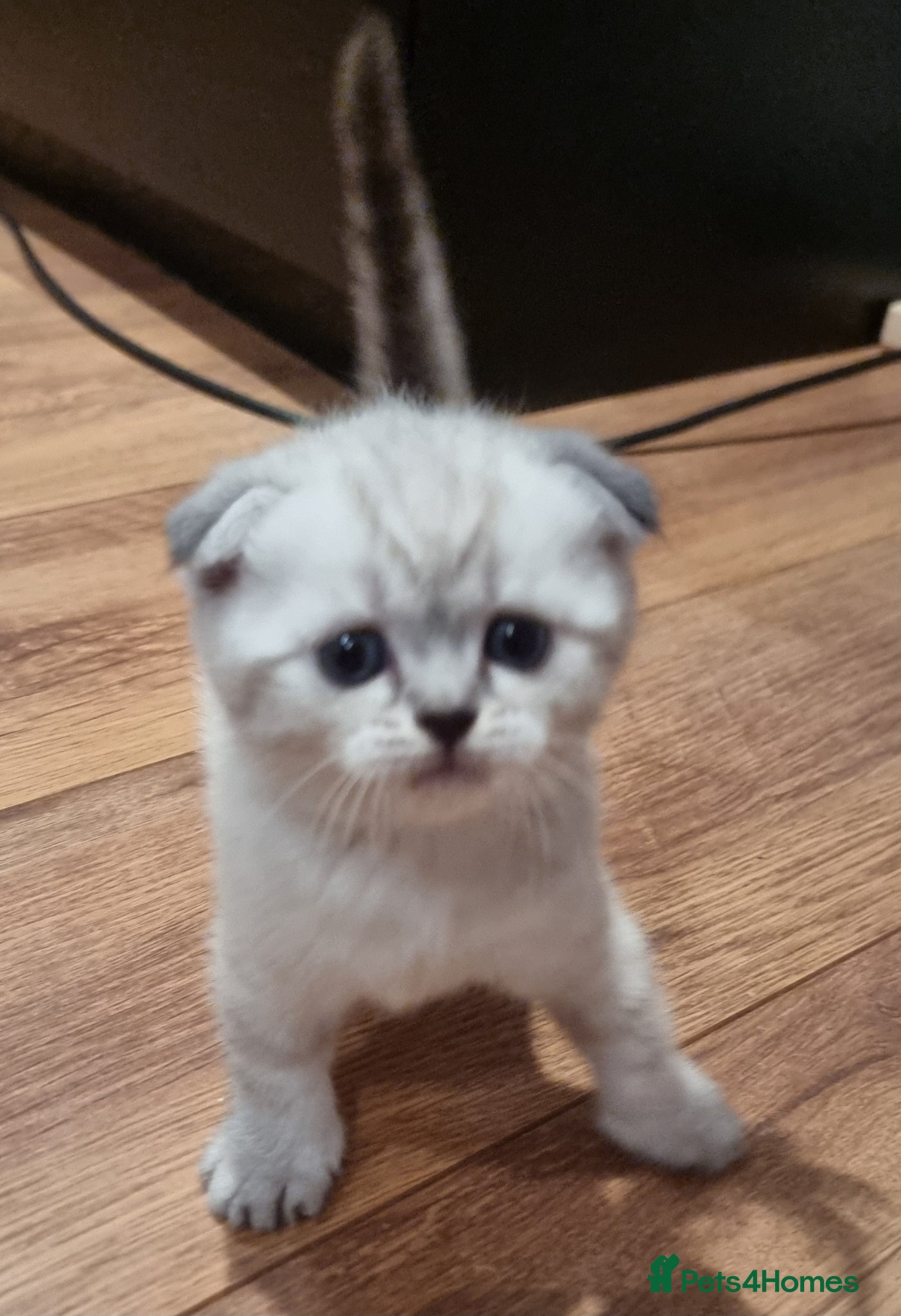 Scottish Fold cats Scottish Straight and Scottish Fold  - Advert 1