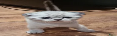 Scottish Fold Kitten 1