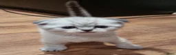 Scottish Fold cats for sale: Scottish Straight and Scottish Fold  - Advert 1