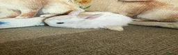 Mixed Breed rabbits for sale: Baby rabbits  in Wrexham - Advert 8