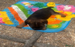 Border Terrier dogs for sale: Gorgeous KC reg Border Terrier Boys - Image 6