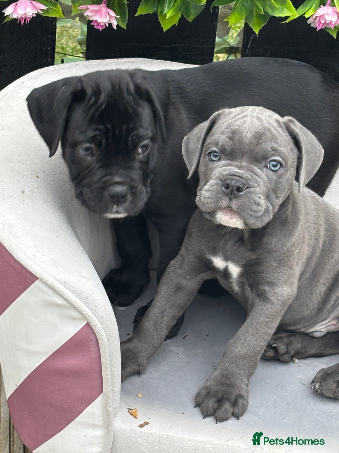 Mixed Breed dogs for sale: canó corso cross british bulldog stunning colours  - Image 25