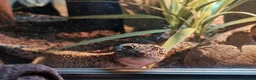 Leopard Gecko reptiles for sale: Leopard Gecko (approx 4 years old) in Stoke-on-Trent - Advert 1