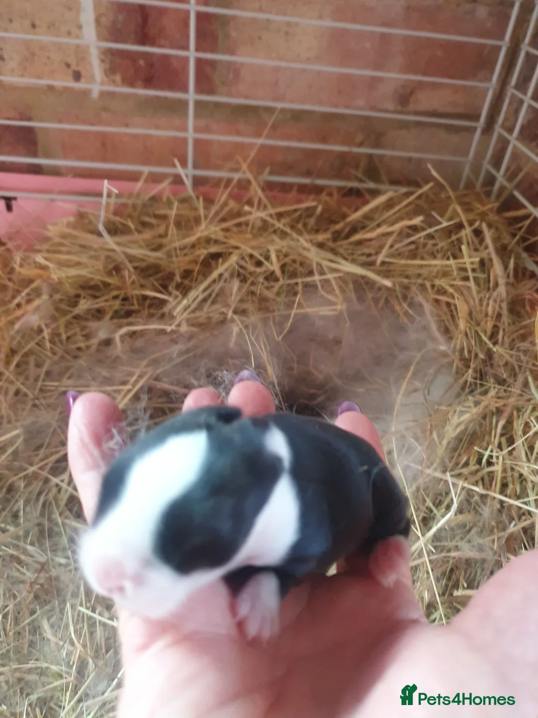 Dwarf Lop rabbits for sale: Beautiful Holland lops  - Advert 9