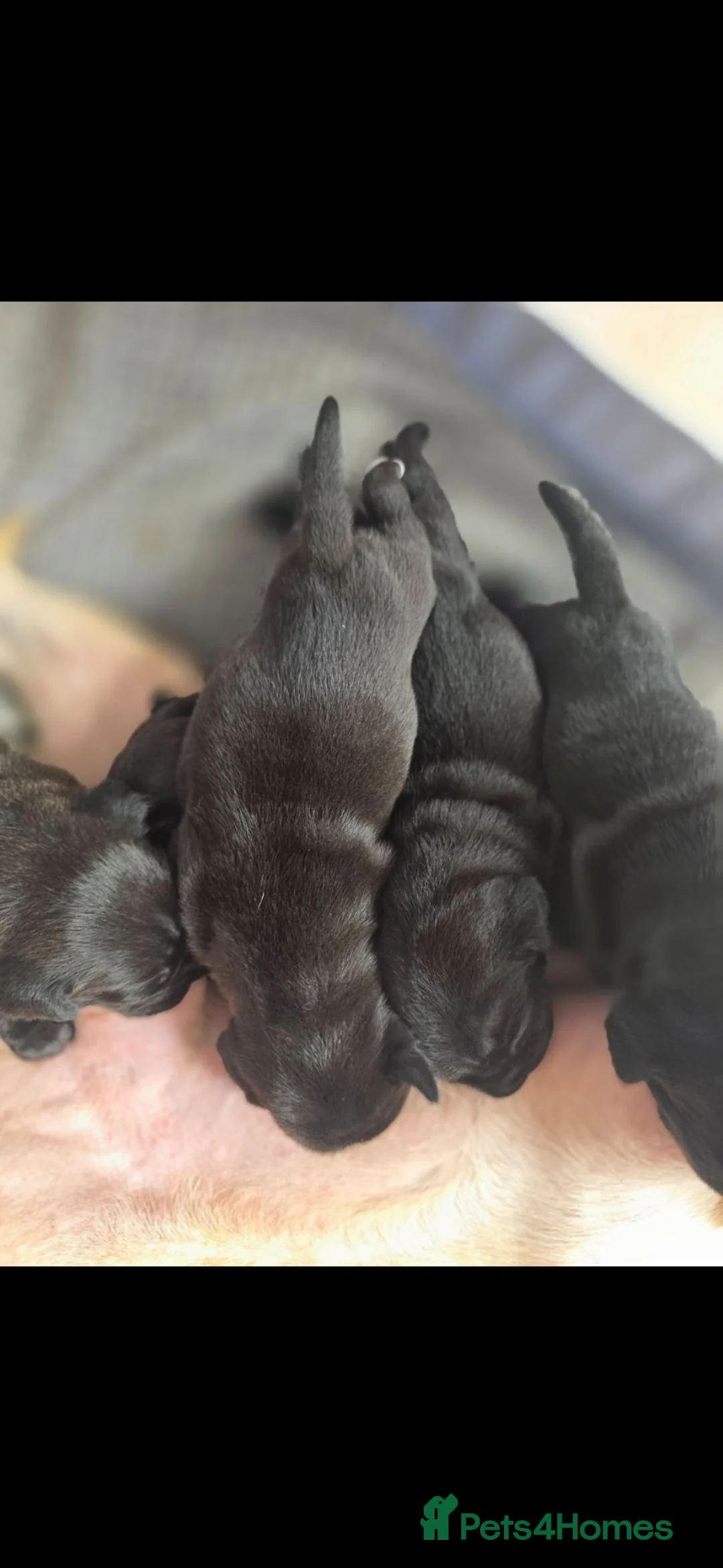 Mixed Breed dogs for sale: 5 gorgeous little puppies  - Advert 2