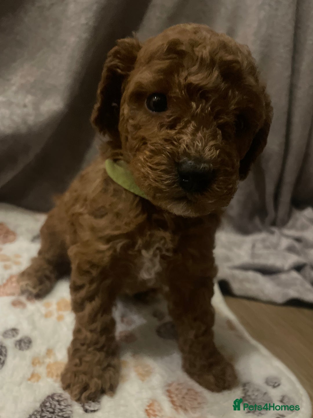 Cavapoo dogs for sale: FB2 cavapoo puppies-1 girl available  - Advert 22