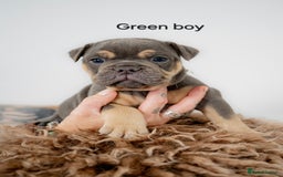 Olde English Bulldogge dogs for sale: Last boy available Olde english bulldog  - Image 15