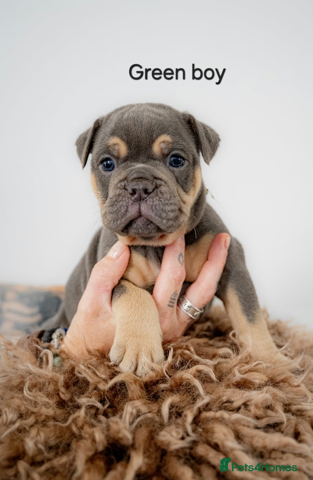 Olde English Bulldogge dogs for sale: Last boy available Olde english bulldog  - Image 15