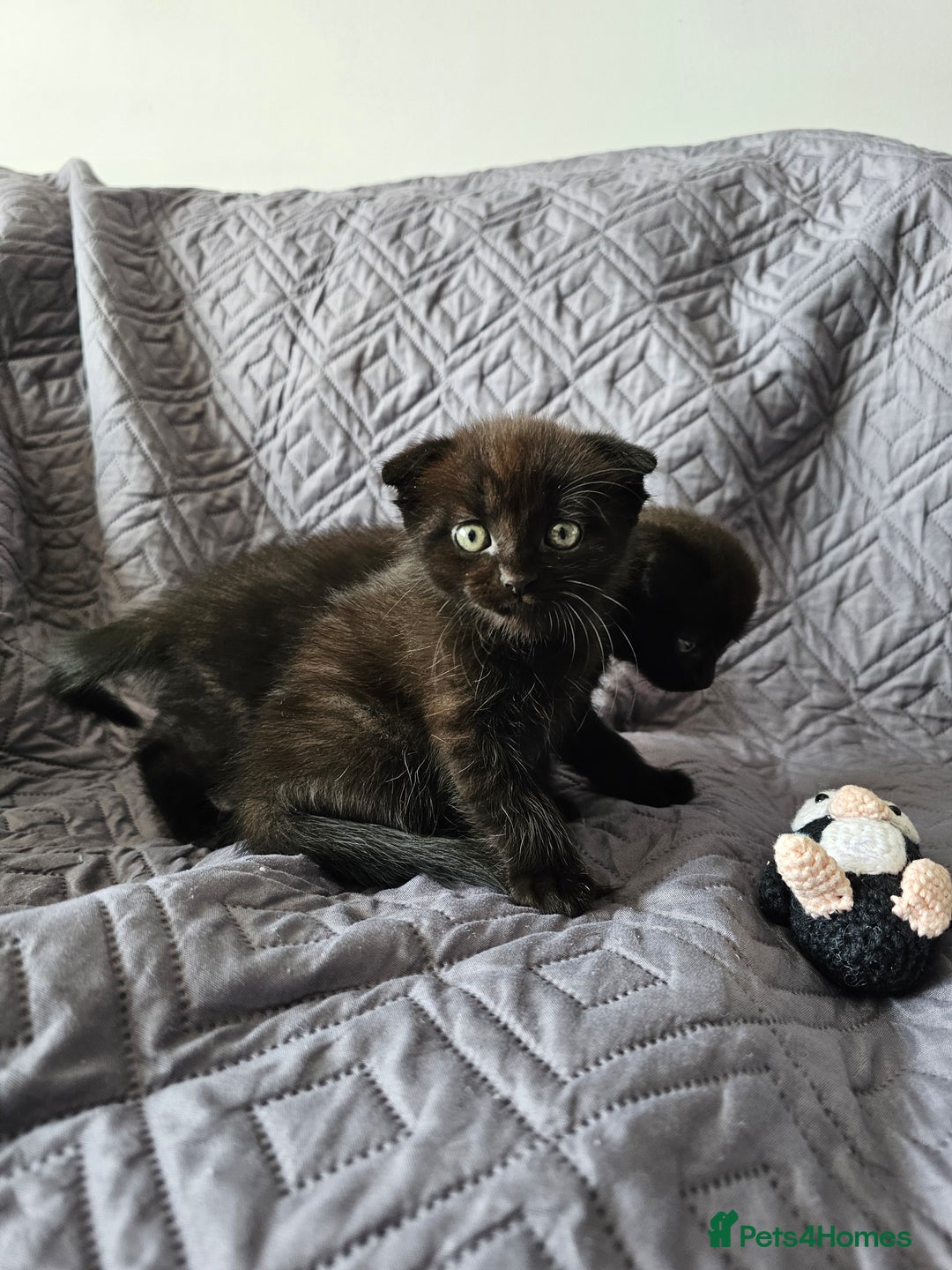 Mixed Breed cats for sale: Scottish Fold Kittens! Ready for loving home - Image 19
