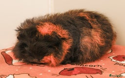 Guinea Pig rodents for sale: Female Swiss Guinea Pigs - Image 1