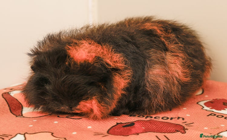 Guinea Pig rodents for sale - Advert 2