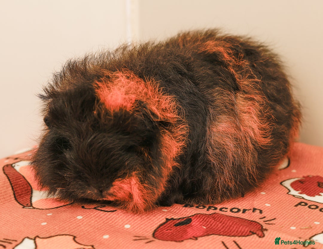 Guinea Pig rodents for sale: Female Swiss Guinea Pigs - Image 1