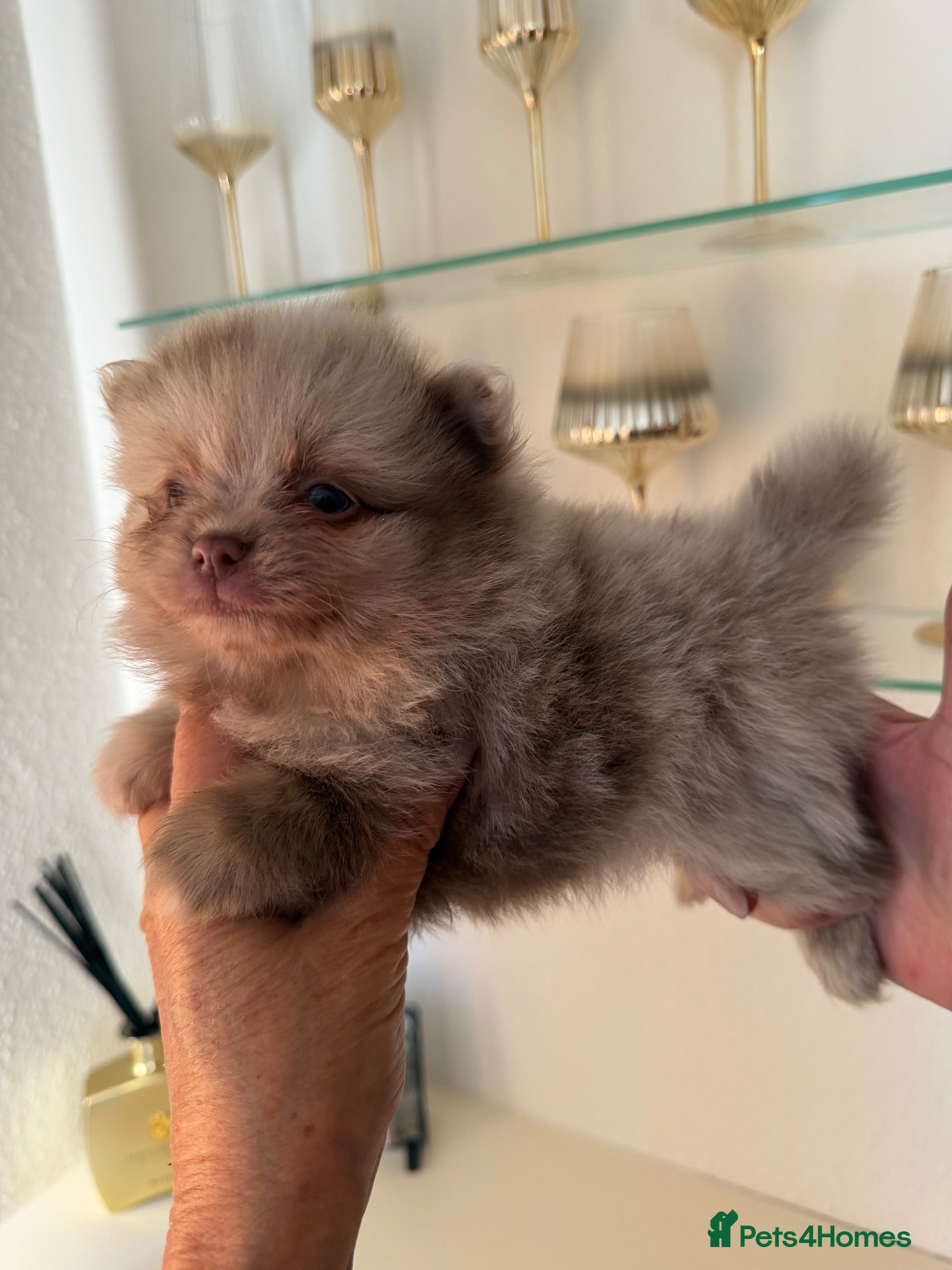 Pomeranian dogs BEAUTIFUL POMERANIAN PUPPIES - Advert 2