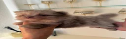 Pomeranian dogs for sale: BEAUTIFUL POMERANIAN PUPPIES - Advert 14