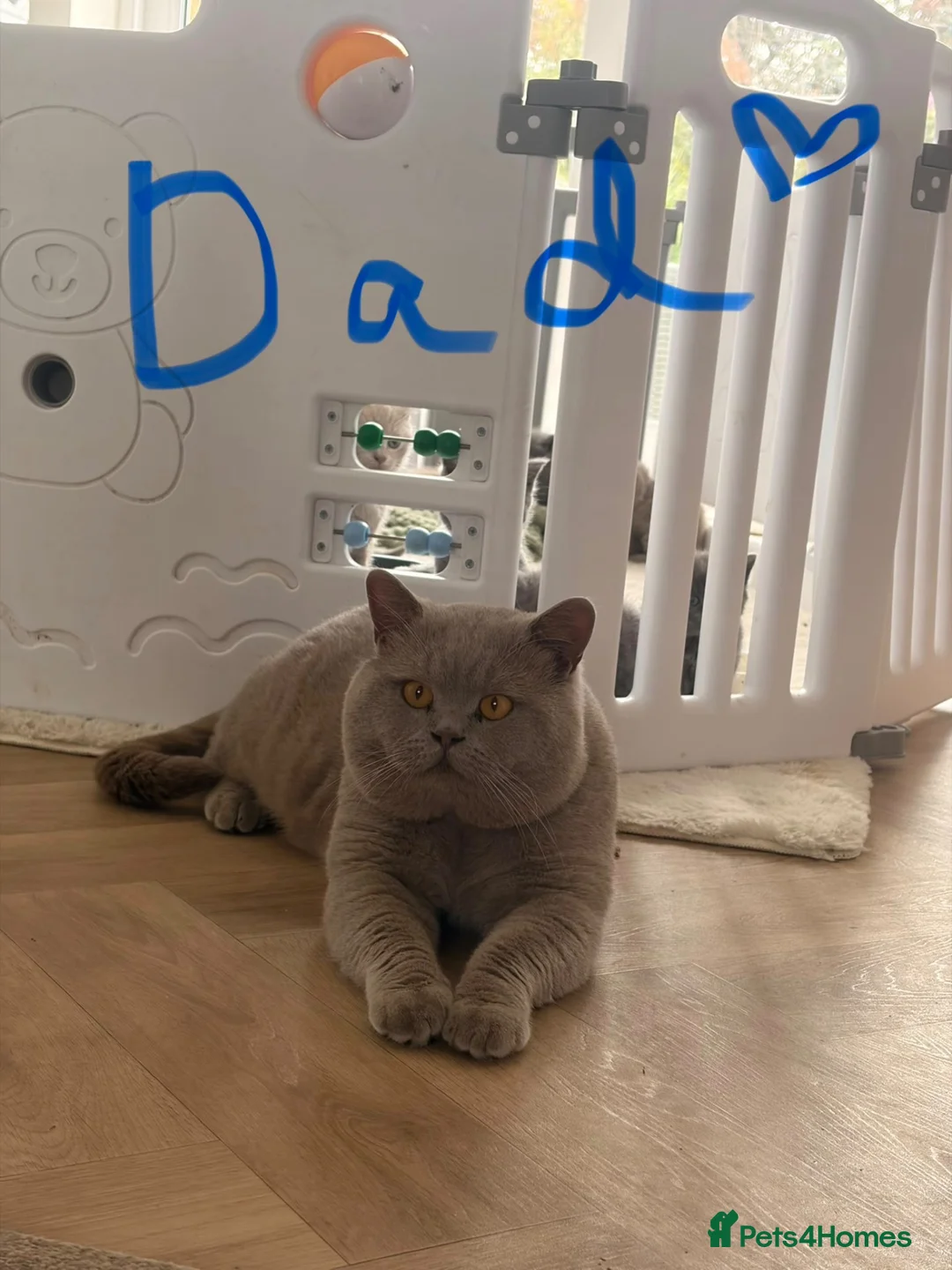 British Shorthair cats for sale: 🔥🐈‍⬛ British shorthair Kittens 🐈‍⬛🔥  - Advert 2