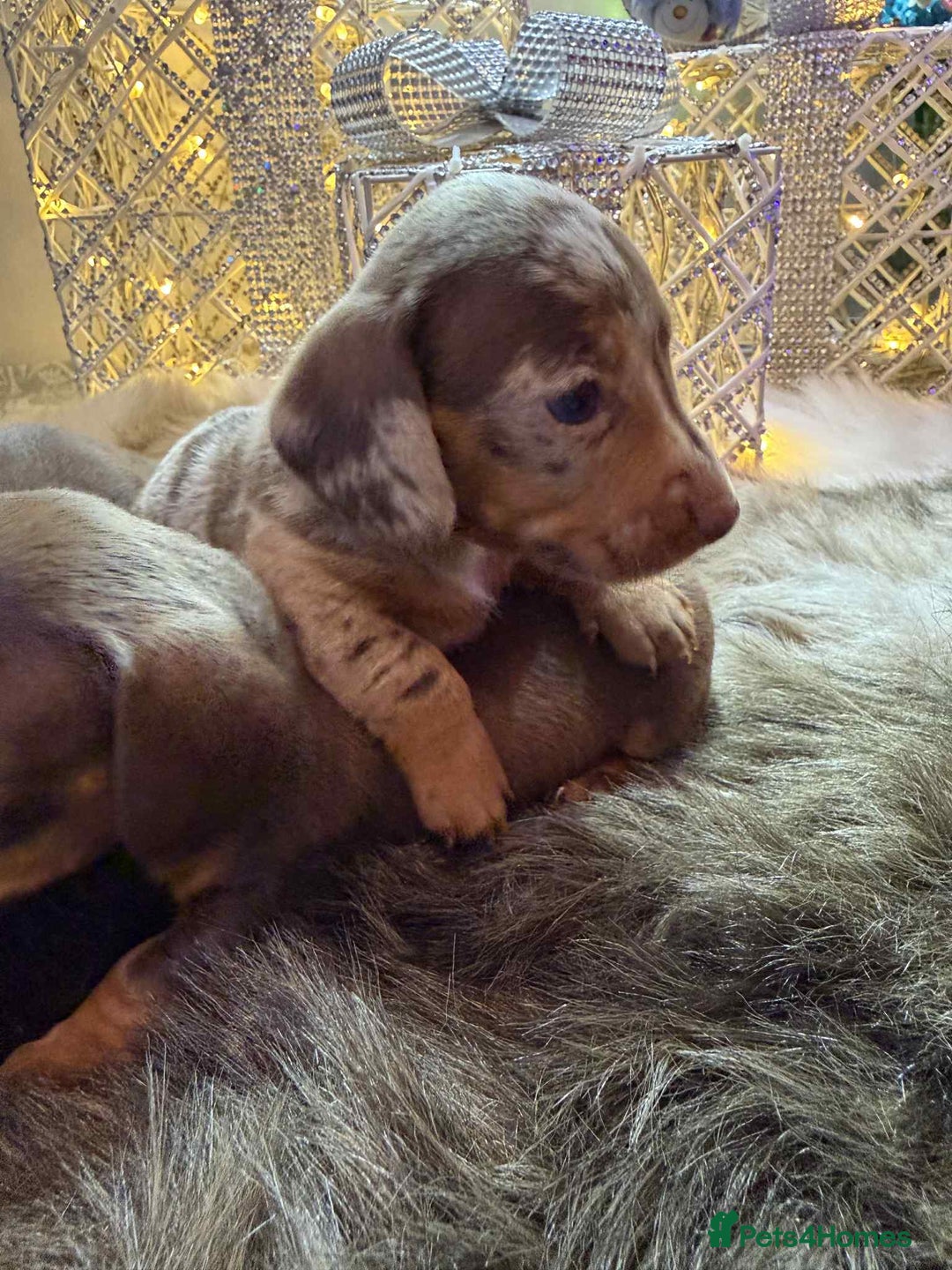 Miniature Dachshund dogs for sale: Miniature Daschunds Pra Clear  - Advert 11