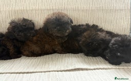 Mixed Breed dogs for sale: Shih-Poo or Shoodle - Image 4