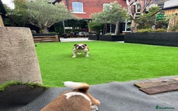 English Bulldog dogs for sale: Show quality English bulldog girl 2 years for sale - Image 4