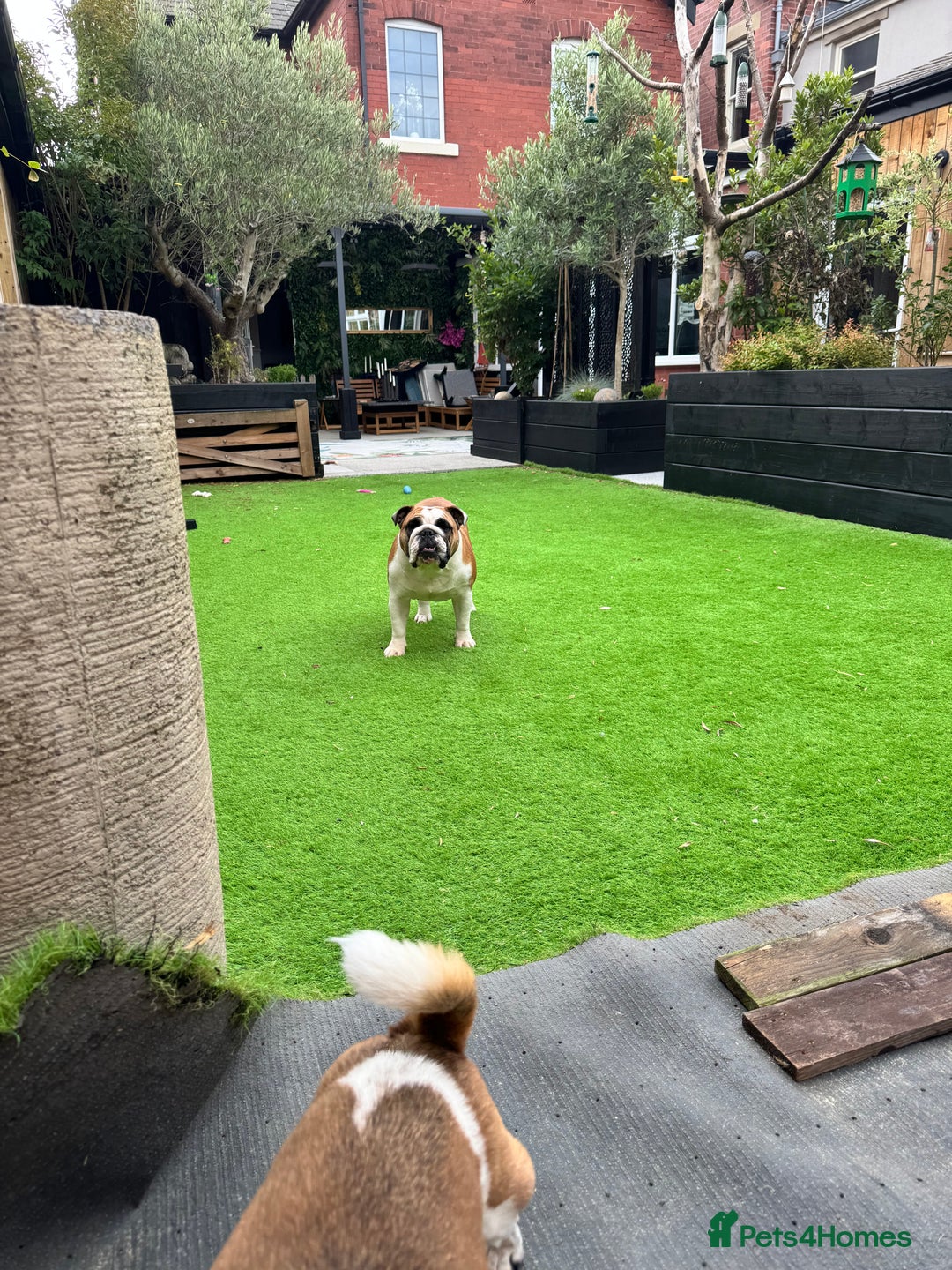English Bulldog dogs for sale: Show quality English bulldog girl 2 years for sale - Image 4
