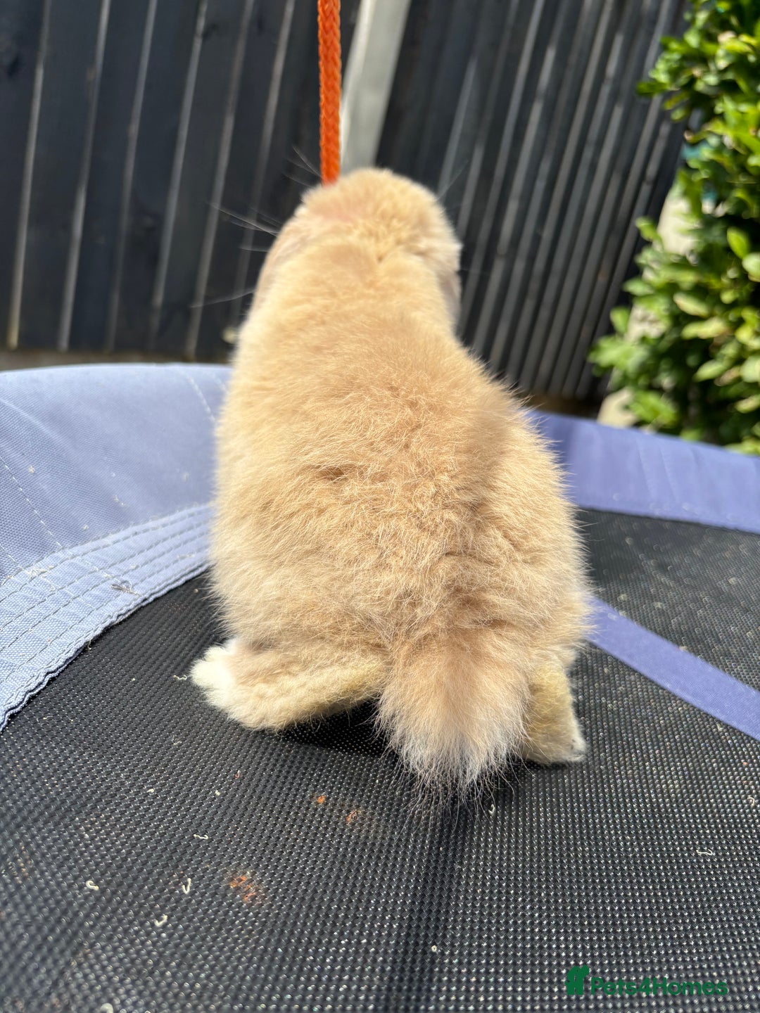 Mini Lop rabbits for sale: Pure breed Mini Lop - Image 5