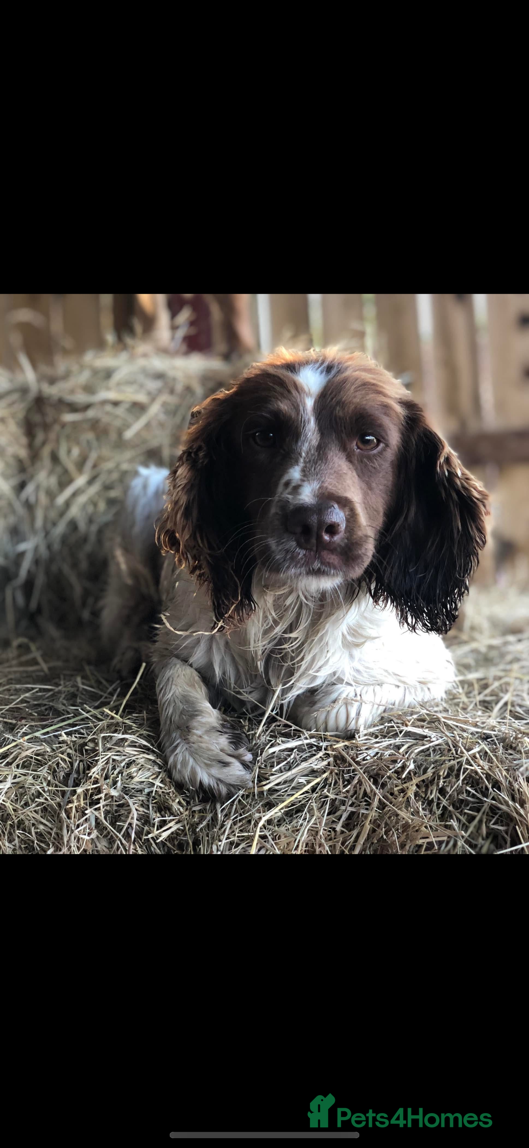 English Springer Spaniel dogs for sale: Rehome English Springer spaniel  - Advert 4