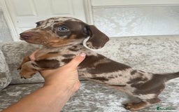 Dachshund dogs for sale: Dachshund puppies  - Image 29