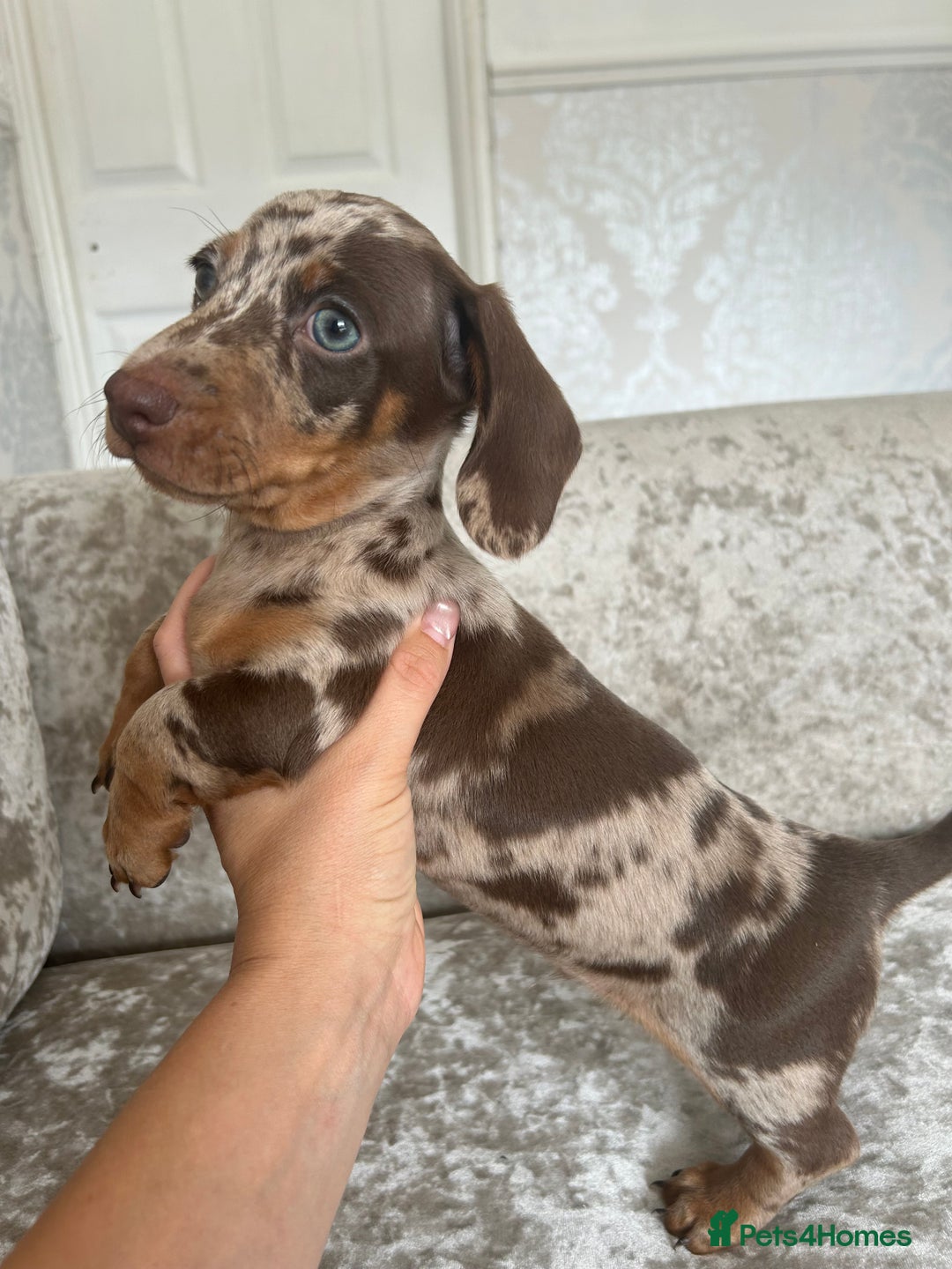 Dachshund dogs for sale: Dachshund puppies  - Image 29