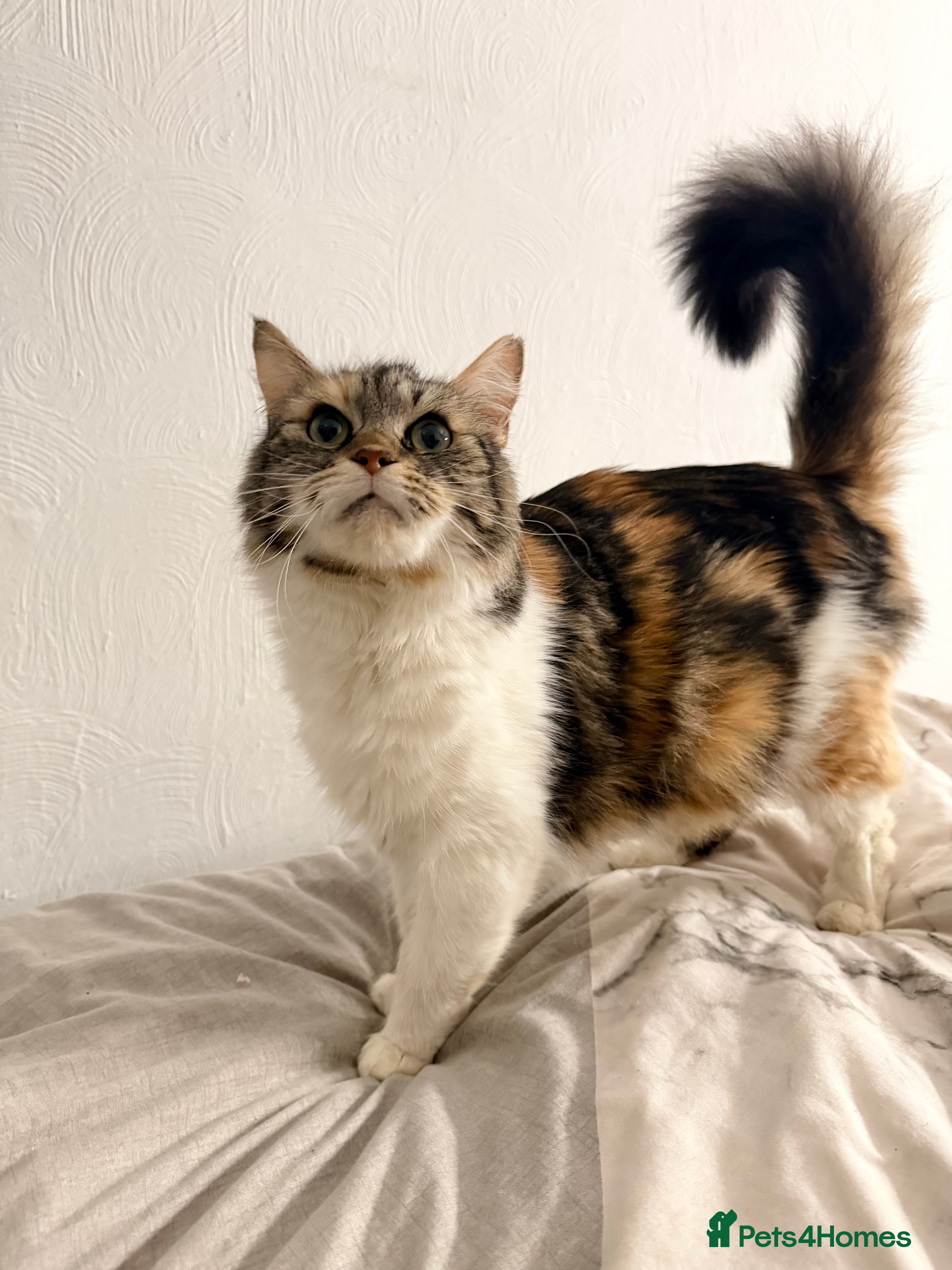 Mixed Breed cats Beautiful ginger needs a home. - Advert 1