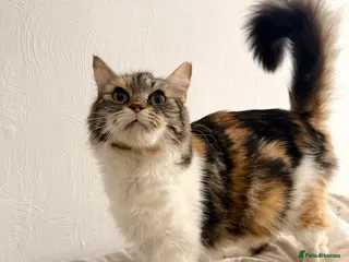 Mixed Breed cats Beautiful ginger needs a home. - Advert 1