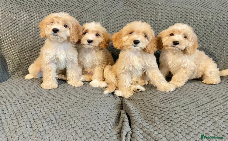 Cockapoo dogs - Advert 4
