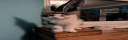 Maine Coon cats for sale: Male Kitten- Purebred Maine Coon - GCCF Registered in Darvel - Advert 2