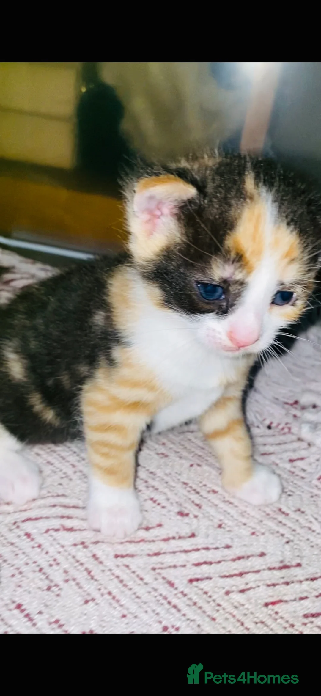 Siamese cats for sale: One beautiful Siamese cross kitten - Advert 4