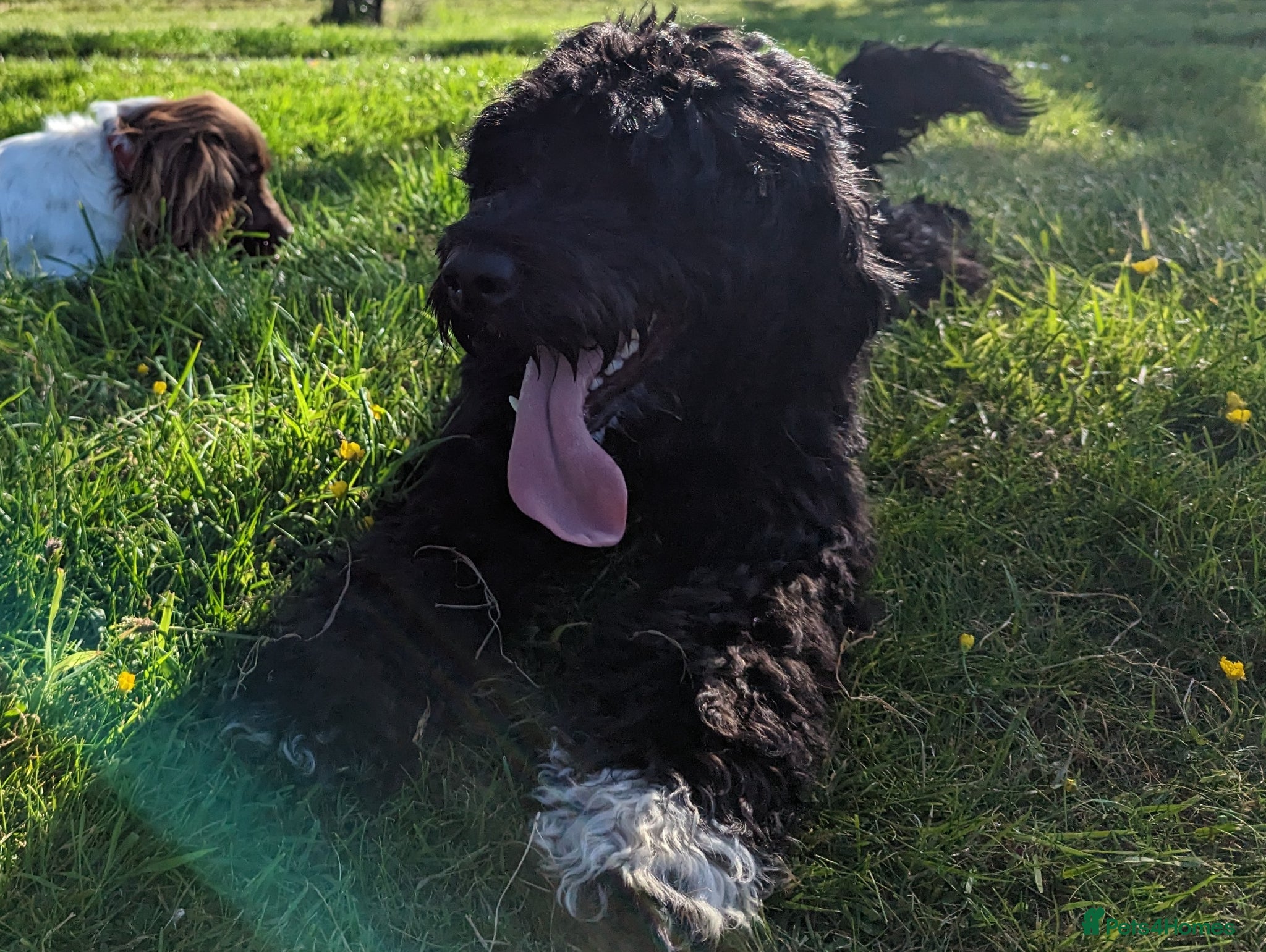 Portuguese Water Dog dogs for sale: Portuguese Water Dogs available  - Advert 1