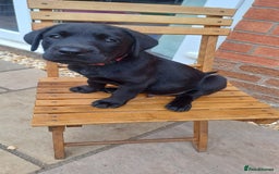 Labrador Retriever dogs for sale: Litter of seven beautiful KC reg labrador puppies - Image 28
