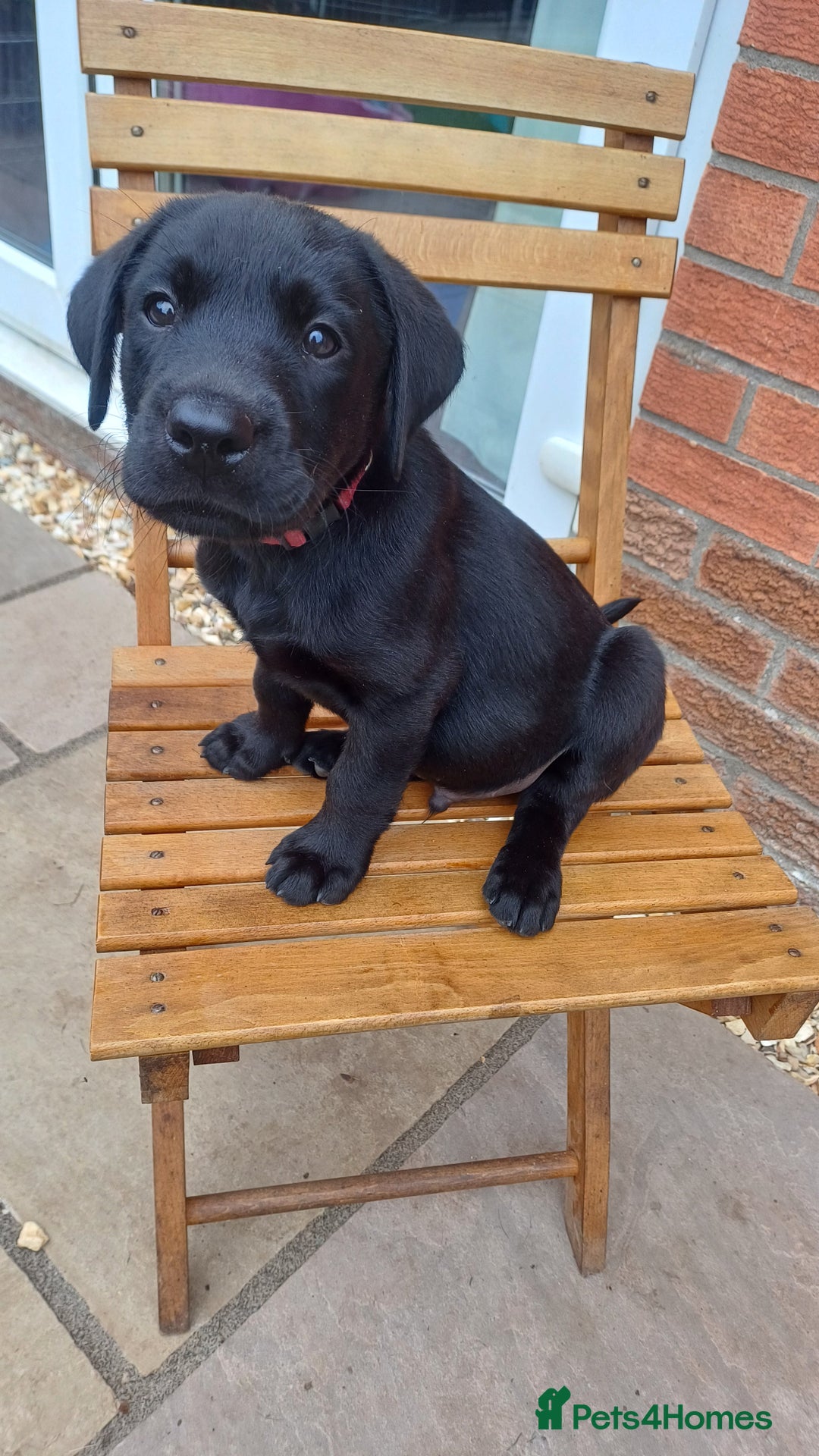 Labrador Retriever dogs for sale: Litter of seven beautiful KC reg labrador puppies - Image 28
