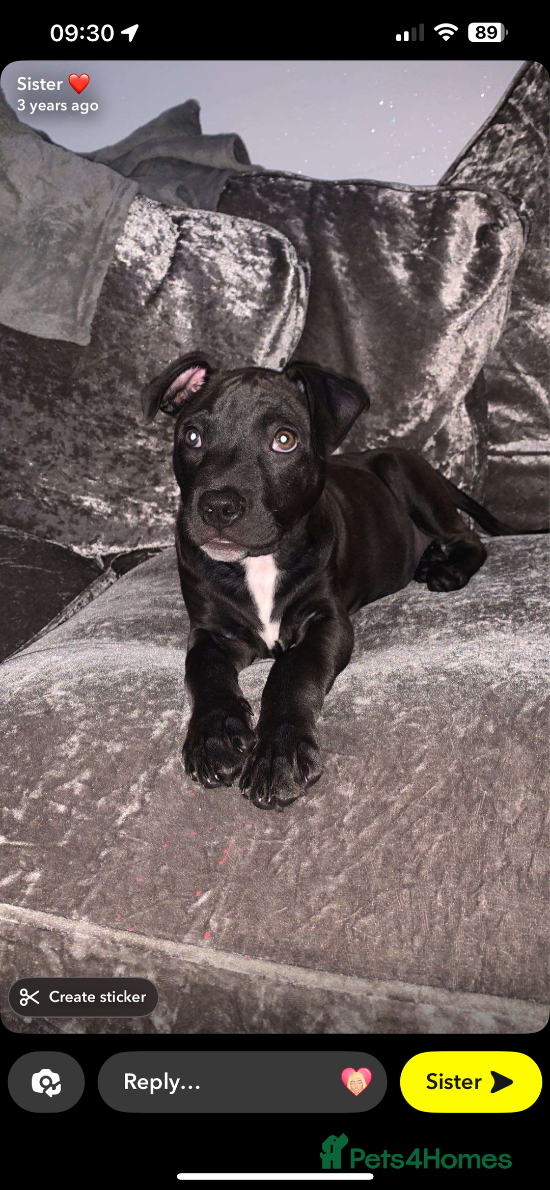 American Bulldog dogs for sale: American bulldog  - Image 7